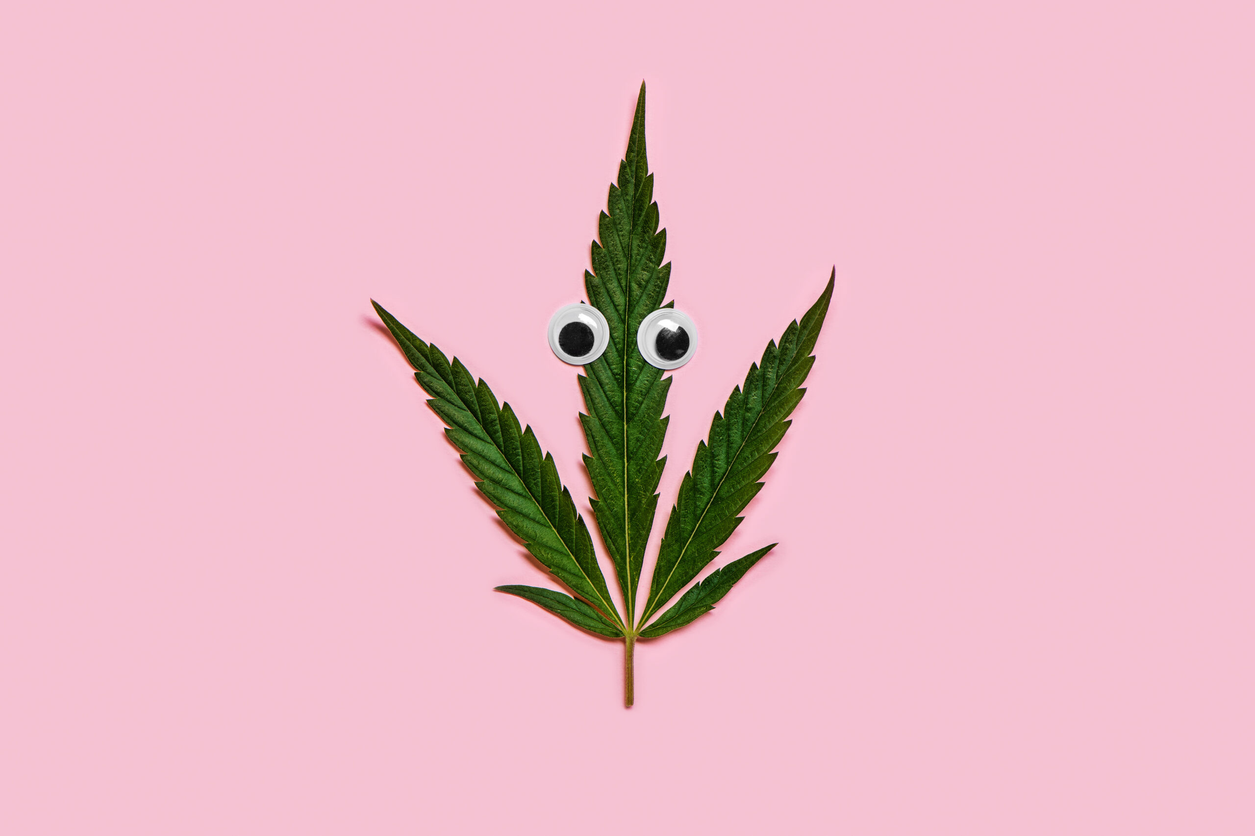Cannabis leaf