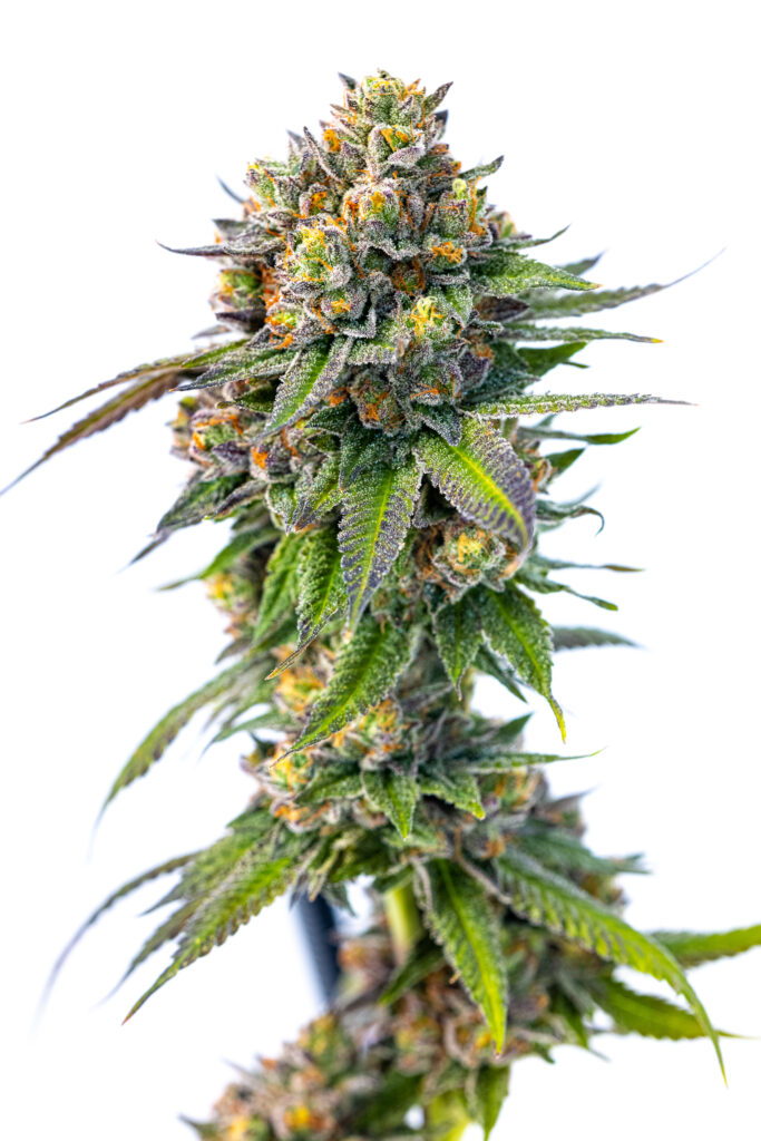 Close-up of a mature cannabis plant with dense, trichome-covered buds and vibrant green and purple leaves, isolated on a white background.