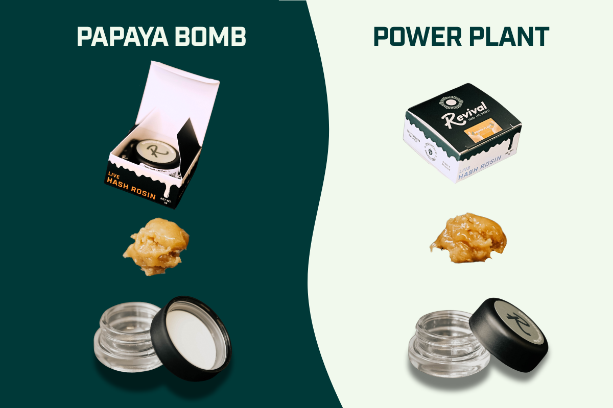 Papaya Bomb and Power Plant Live Rosin jars side by side, showing creamy textures, with Papaya Bomb offering a tropical, floral, relaxing profile and Power Plant presenting a hash-heavy, earthy, and uplifting experience.