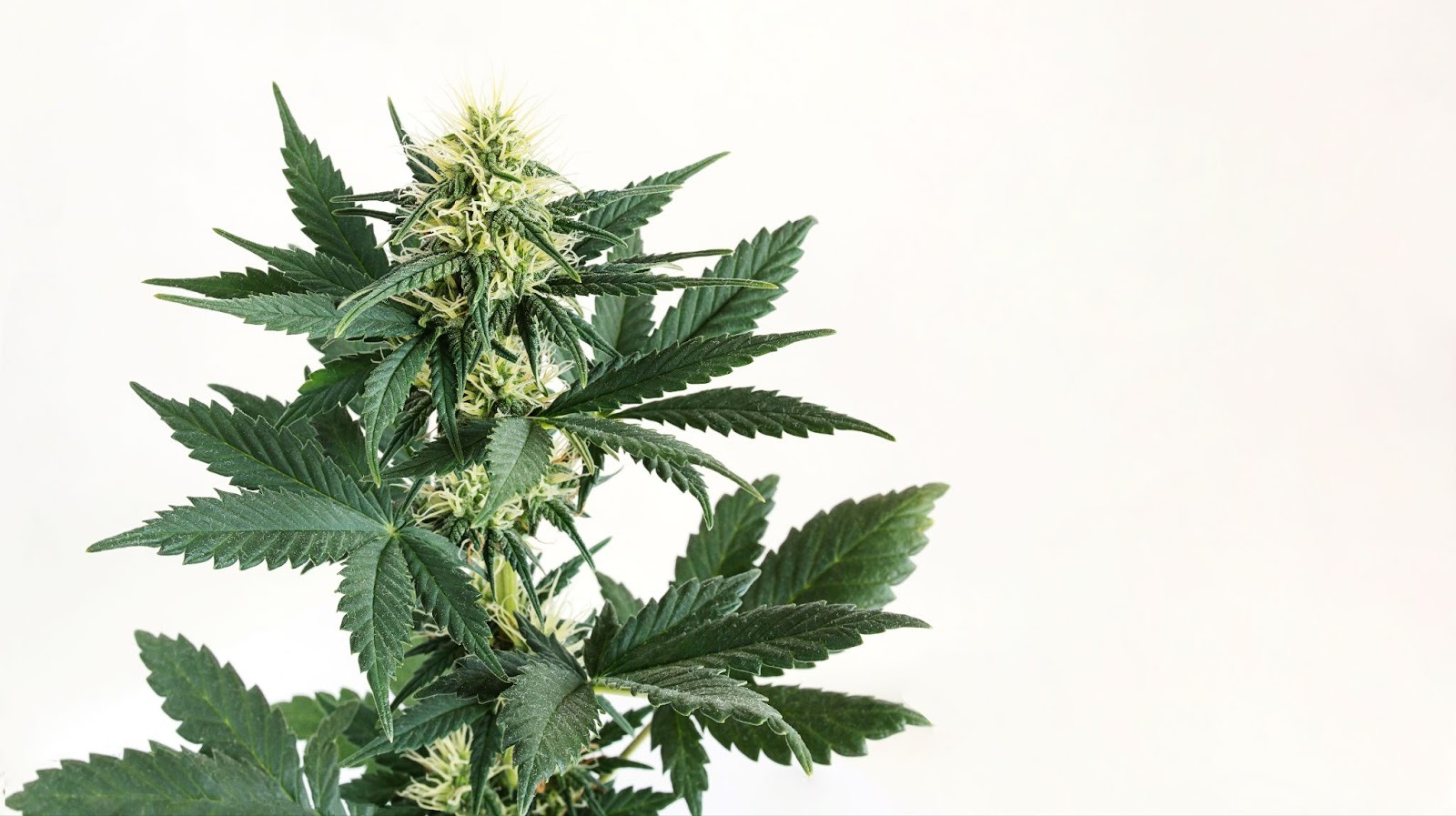 Flowering cannabis plant with resin-rich buds and vibrant green leaves during cultivation, highlighting trichome development used for concentrates like live rosin.