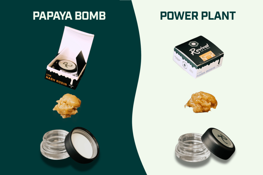Papaya Bomb and Power Plant Live Rosin jars side by side, showing creamy textures, with Papaya Bomb offering a tropical, floral, relaxing profile and Power Plant presenting a hash-heavy, earthy, and uplifting experience